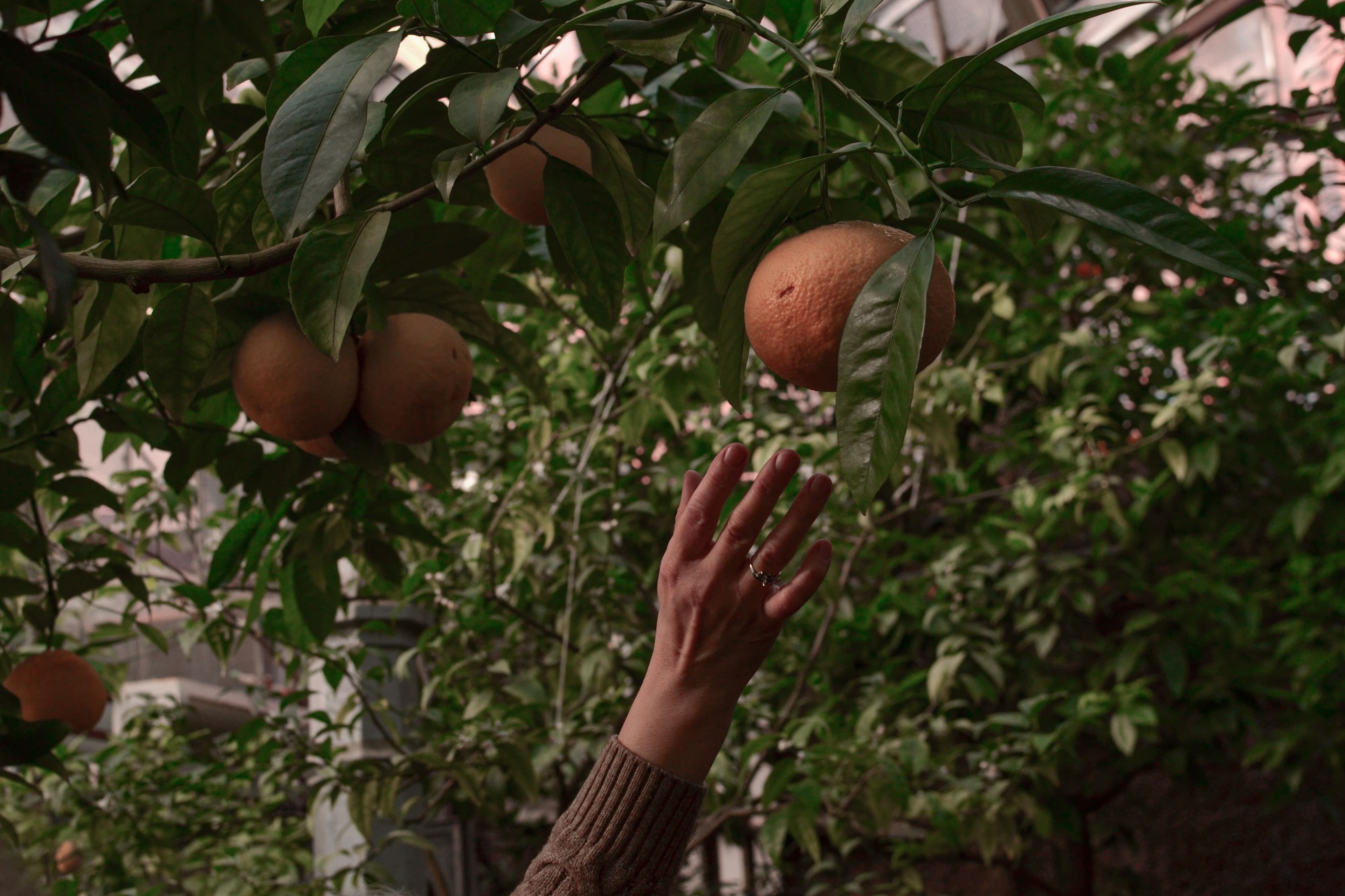 A hand picking an orange from a tree